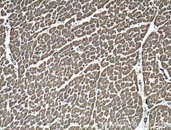 Proteintech MAGED4 Rabbit anti-Human, Polyclonal, Proteintech