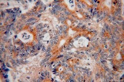 p130Cas Rabbit anti-Human, Mouse, Rat, Polyclonal, Proteintech 150 &mu;L;