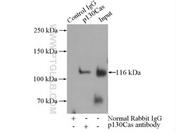 p130Cas Rabbit anti-Human, Mouse, Rat, Polyclonal, Proteintech 150 &mu;L;