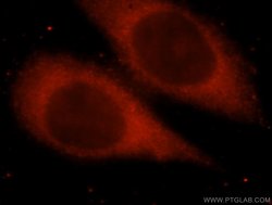 SPR Rabbit anti-Human, Mouse, Rat, Polyclonal, Proteintech 150 &mu;L; Unconjugated:Antibodies,