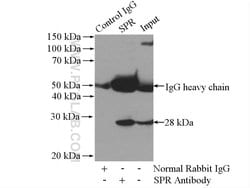 SPR Rabbit anti-Human, Mouse, Rat, Polyclonal, Proteintech 150 &mu;L; Unconjugated:Antibodies,