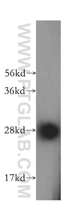 SPR Rabbit anti-Human, Mouse, Rat, Polyclonal, Proteintech 150 &mu;L; Unconjugated:Antibodies,