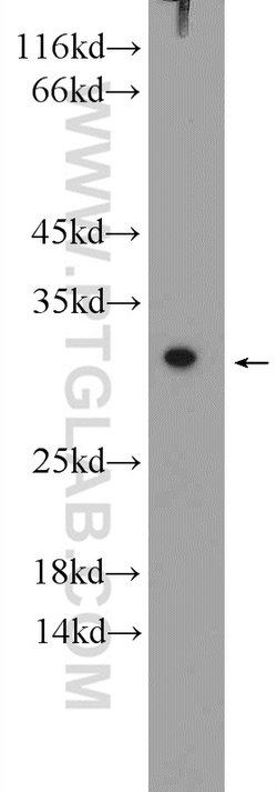 SPR Rabbit anti-Human, Mouse, Rat, Polyclonal, Proteintech 150 &mu;L; Unconjugated:Antibodies,