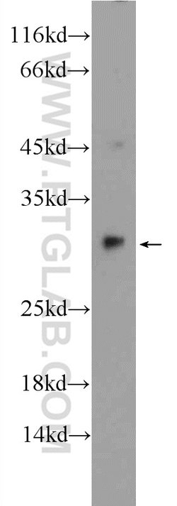 SPR Rabbit anti-Human, Mouse, Rat, Polyclonal, Proteintech 150 &mu;L; Unconjugated:Antibodies,