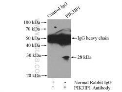 PIK3IP1 Rabbit anti-Human, Mouse, Rat, Polyclonal, Proteintech 150 &mu;L;