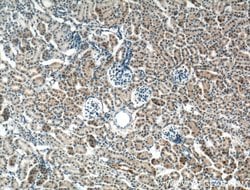 CNRIP1 Rabbit anti-Human, Mouse, Rat, Polyclonal, Proteintech:Antibodies:Primary