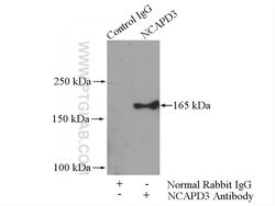 NCAPD3 Rabbit anti-Human, Polyclonal, Proteintech 150 &mu;L; Unconjugated:Antibodies,