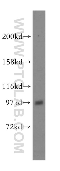 ATP1A2 Rabbit anti-Human, Mouse, Rat, Polyclonal, Proteintech:Antibodies:Primary