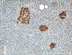 RAB3A Rabbit anti-Human, Mouse, Rat, Polyclonal, Proteintech 150 &mu;L;