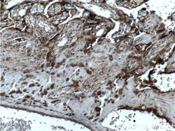 FGF3 Rabbit anti-Human, Polyclonal, Proteintech 150 &mu;L; Unconjugated:Antibodies,