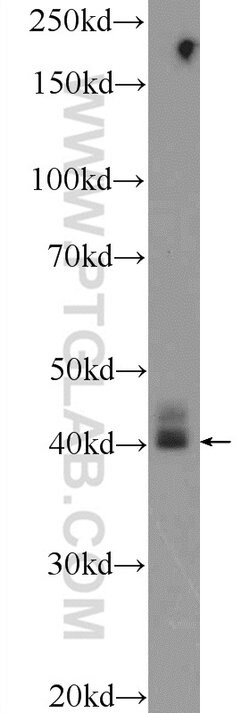 CRYZL1 Rabbit anti-Human, Mouse, Non-human primate, Rat, Polyclonal, Proteintech