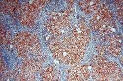 GALNTL2 Rabbit anti-Human, Polyclonal, Proteintech 150 &mu;L; Unconjugated:Antibodies,