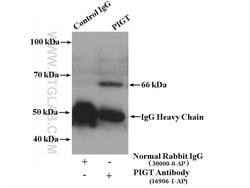 PIGT Rabbit anti-Human, Polyclonal, Proteintech:Antibodies:Primary Antibodies