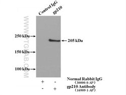 gp210 Rabbit anti-Human, Mouse, Rat, Polyclonal, Proteintech:Anticorps:Anticorps