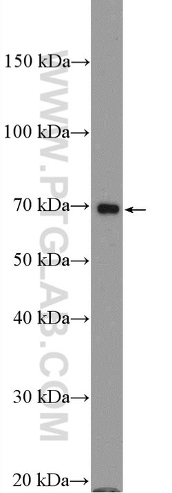 PROS1 Rabbit anti-Human, Mouse, Polyclonal, Proteintech 150 &mu;L; Unconjugated:Antibodies,