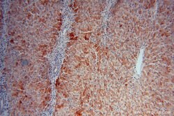 PROS1 Rabbit anti-Human, Mouse, Polyclonal, Proteintech 150 &mu;L; Unconjugated:Antibodies,