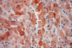 PROS1 Rabbit anti-Human, Mouse, Polyclonal, Proteintech 150 &mu;L; Unconjugated:Antibodies,