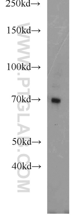 PROS1 Rabbit anti-Human, Mouse, Polyclonal, Proteintech 150 &mu;L; Unconjugated:Antibodies,