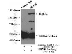 DDX46 Rabbit anti-Human, Mouse, Rat, Polyclonal, Proteintech 150 &mu;L;