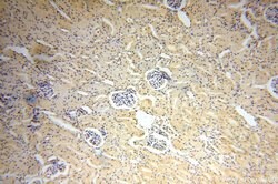 TBX2 Rabbit anti-Human, Mouse, Rat, Polyclonal, Proteintech 150 &mu;L;