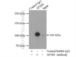 AP1B1 Rabbit anti-Human, Mouse, Rat, Polyclonal, Proteintech:Antibodies:Primary