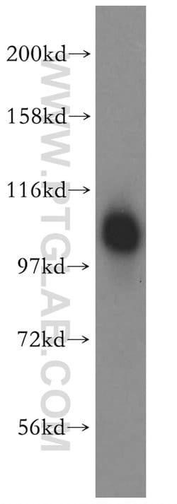 FAM29A Rabbit anti-Human, Polyclonal, Proteintech 150 &mu;L; Unconjugated:Antibodies,