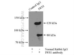 IWS1 Rabbit anti-Human, Mouse, Rat, Polyclonal, Proteintech:Antibodies:Primary