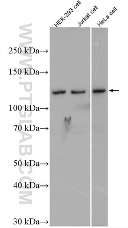 IWS1 Rabbit anti-Human, Mouse, Rat, Polyclonal, Proteintech:Antibodies:Primary