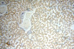 PDRG1 Rabbit anti-Human, Mouse, Rat, Polyclonal, Proteintech 20 &mu;L | Buy Online | Proteintech | Fisher Scientific