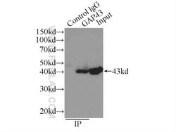 GAP43 Rabbit anti-Human, Mouse, Rat, Polyclonal, Proteintech 150 &mu;L;