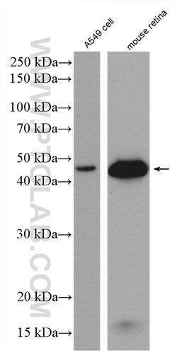 GAP43 Rabbit anti-Human, Mouse, Rat, Polyclonal, Proteintech 150 &mu;L;