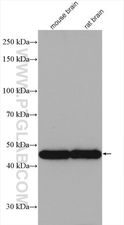 GAP43 Rabbit anti-Human, Mouse, Rat, Polyclonal, Proteintech 150 &mu;L;