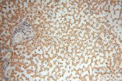 MRPL21 Rabbit anti-Human, Mouse, Rat, Polyclonal, Proteintech 150 &mu;L;