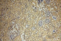 HSDL1 Rabbit anti-Human, Mouse, Rat, Polyclonal, Proteintech 150 &mu;L;