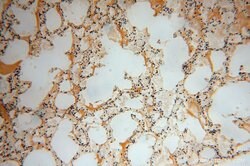 HSDL1 Rabbit anti-Human, Mouse, Rat, Polyclonal, Proteintech 150 &mu;L;