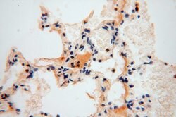 HSDL1 Rabbit anti-Human, Mouse, Rat, Polyclonal, Proteintech 150 &mu;L;
