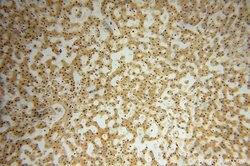 HSDL1 Rabbit anti-Human, Mouse, Rat, Polyclonal, Proteintech 150 &mu;L;