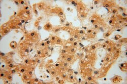 HSDL1 Rabbit anti-Human, Mouse, Rat, Polyclonal, Proteintech 150 &mu;L;