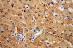 METTL7B Rabbit anti-Human, Mouse, Rat, Polyclonal, Proteintech 150 &mu;L;