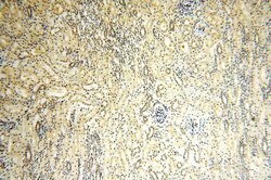 TBC1D23 Rabbit anti-Human, Mouse, Rat, Polyclonal, Proteintech 150 &mu;L;