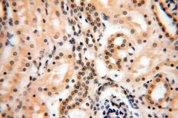 TBC1D23 Rabbit anti-Human, Mouse, Rat, Polyclonal, Proteintech 150 &mu;L;