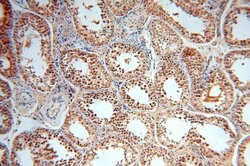 TBC1D23 Rabbit anti-Human, Mouse, Rat, Polyclonal, Proteintech 150 &mu;L;
