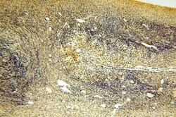TBC1D23 Rabbit anti-Human, Mouse, Rat, Polyclonal, Proteintech 150 &mu;L;
