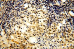 TBC1D23 Rabbit anti-Human, Mouse, Rat, Polyclonal, Proteintech 150 &mu;L;