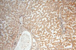 TBC1D23 Rabbit anti-Human, Mouse, Rat, Polyclonal, Proteintech 150 &mu;L;