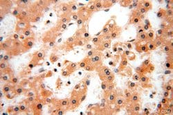 TBC1D23 Rabbit anti-Human, Mouse, Rat, Polyclonal, Proteintech 150 &mu;L;