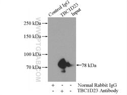 TBC1D23 Rabbit anti-Human, Mouse, Rat, Polyclonal, Proteintech 150 &mu;L;