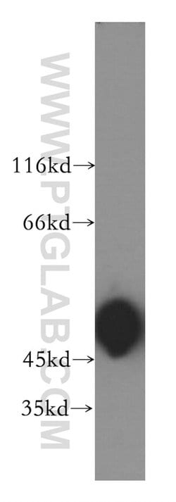 ACTR3B Rabbit anti-Human, Mouse, Rat, Polyclonal, Proteintech 150 &mu;L;
