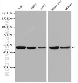 ACTR3B Rabbit anti-Human, Mouse, Rat, Polyclonal, Proteintech 150 &mu;L;