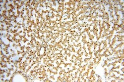 GTF2IRD1 Rabbit anti-Human, Mouse, Rat, Polyclonal, Proteintech:Antibodies:Primary
